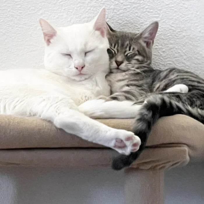 White cat and gray tabby kitten sleeping curled up together on a cat bed.