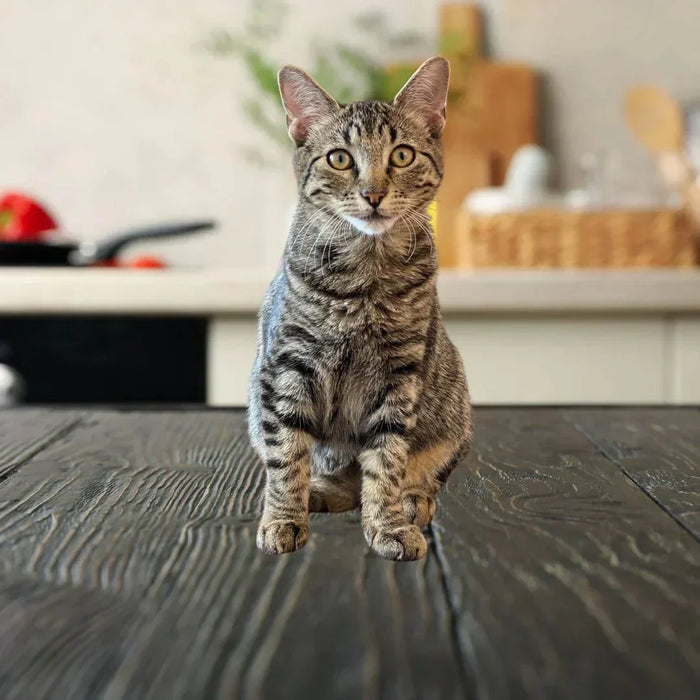 A tabby cat sitting on a dark wooden table