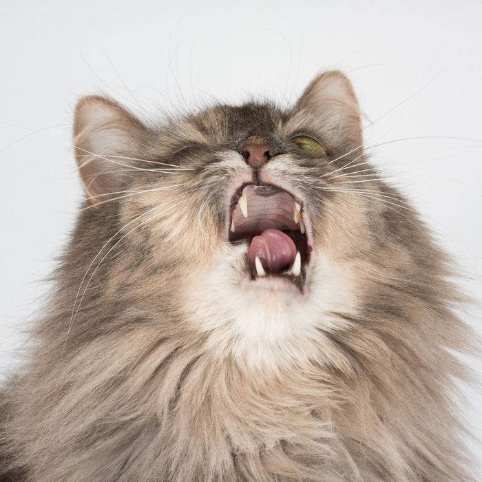 Close-up of a fluffy cat yawning, showing teeth and tongue.