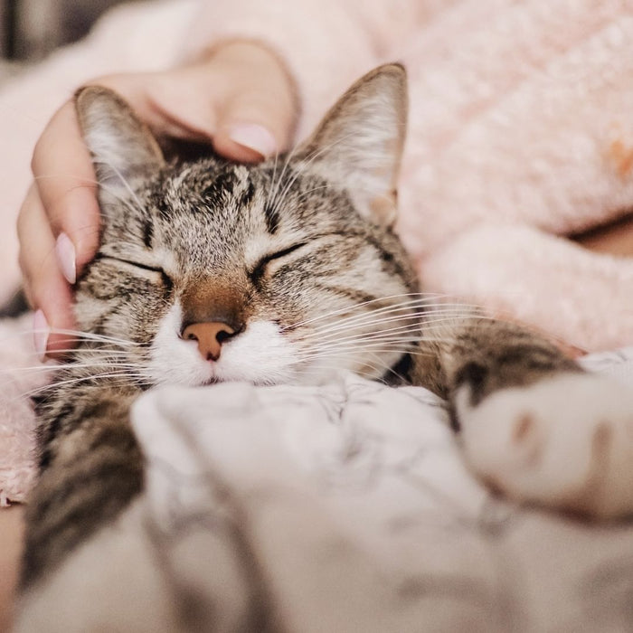 Close-up of a tabby cat with eyes closed while being petted on a bed.