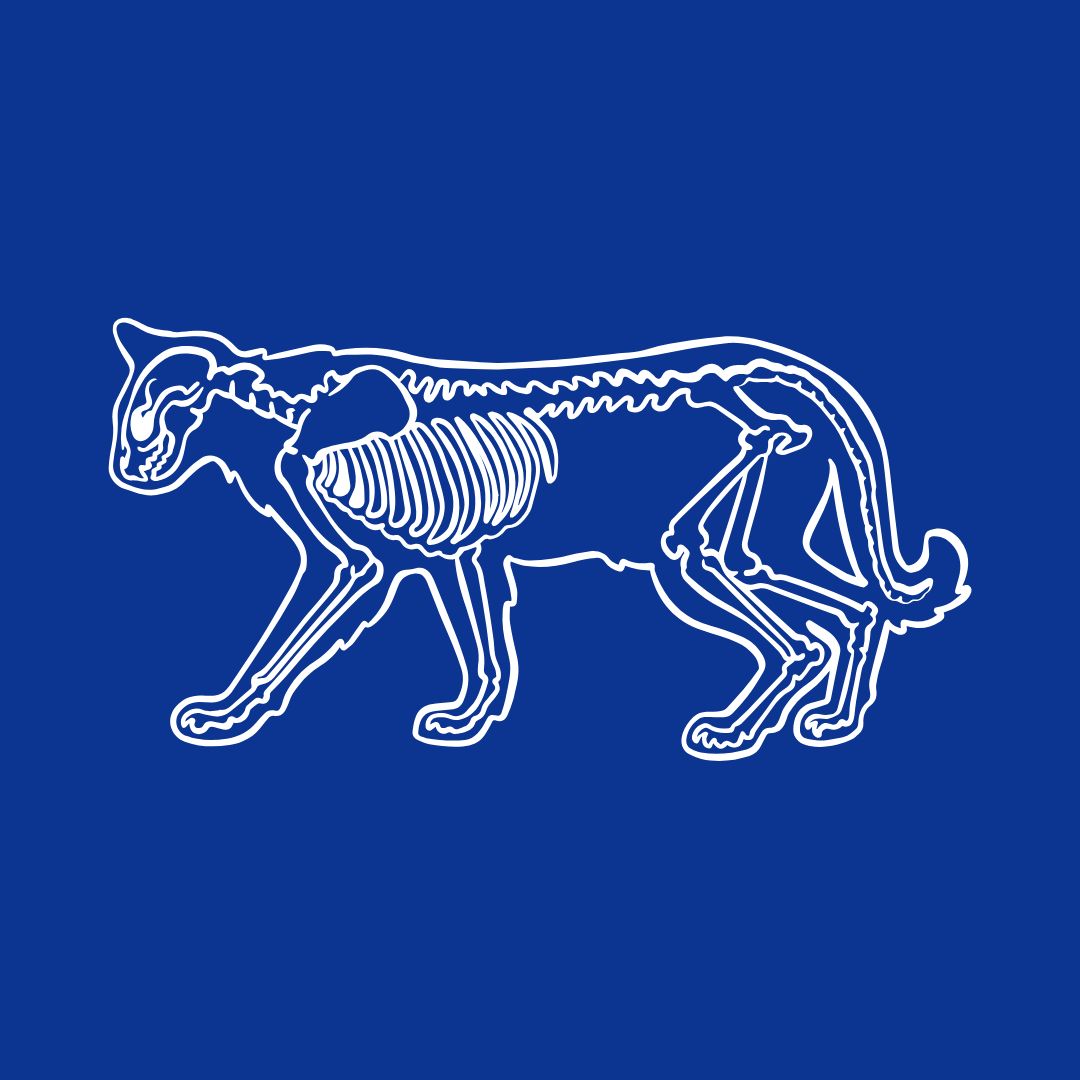 A graphic skeletal image of a cat's body.