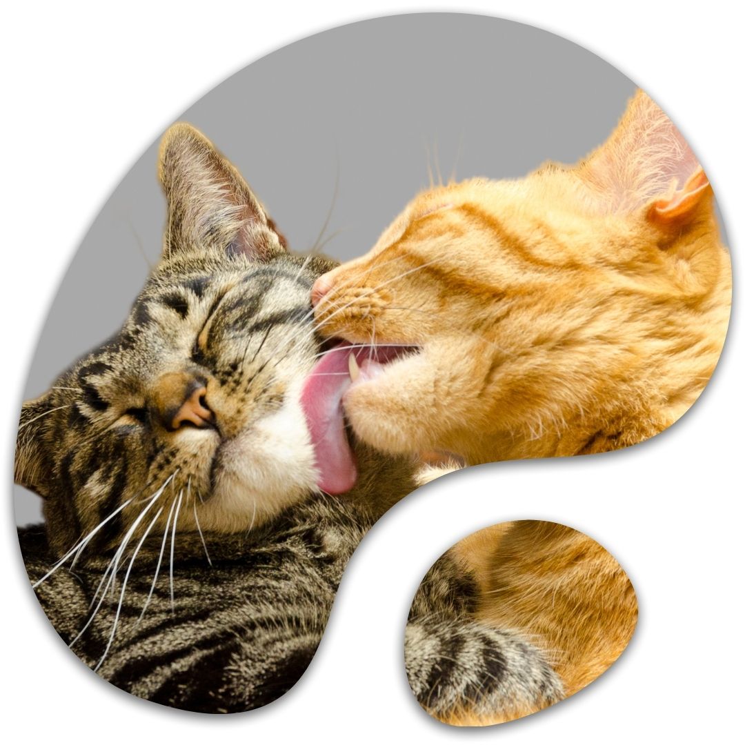 Two cats hugging and one of the cats licking the other cat's face.