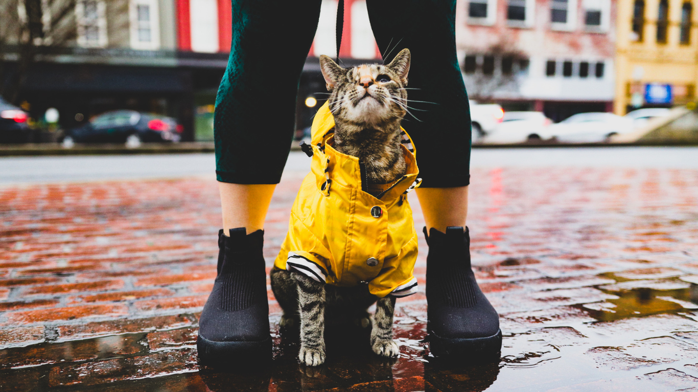 A tabby cat wearing a yellow raincoat sitting in between person's leg.