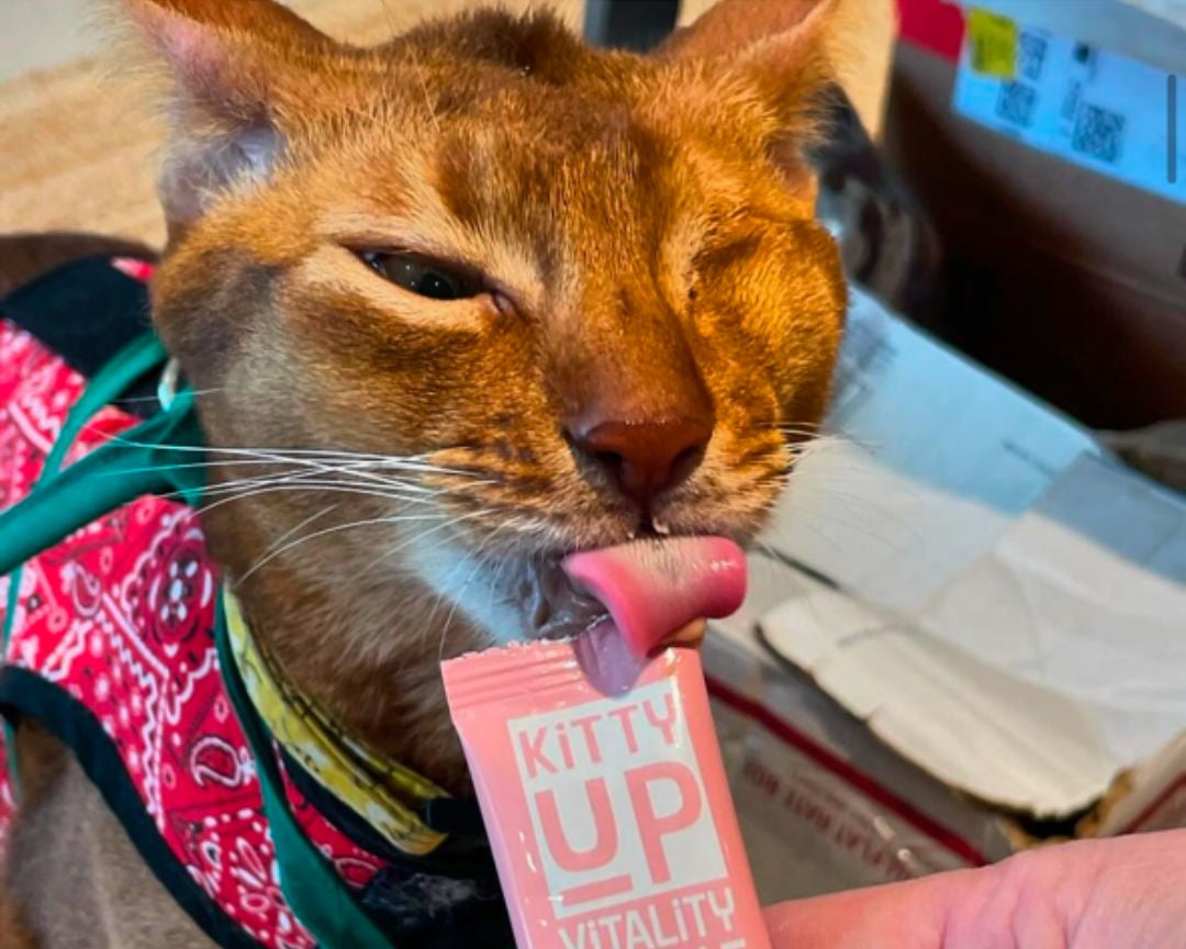 One eyed, dark tan cat eating Kitty Up Vitality.