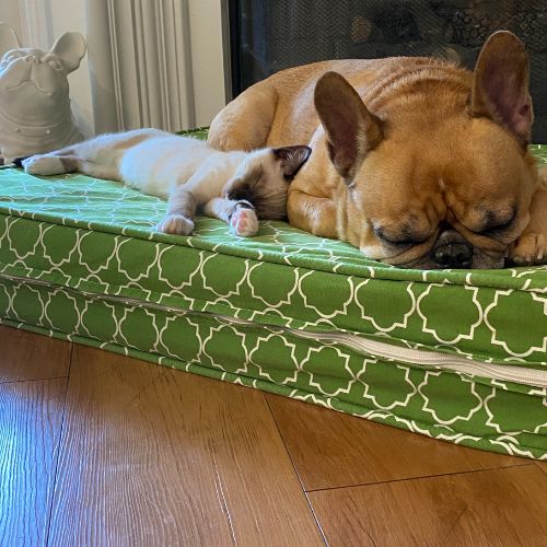 Small kitten stretched out beside a sleeping French bulldog on a green patterned dog bed.