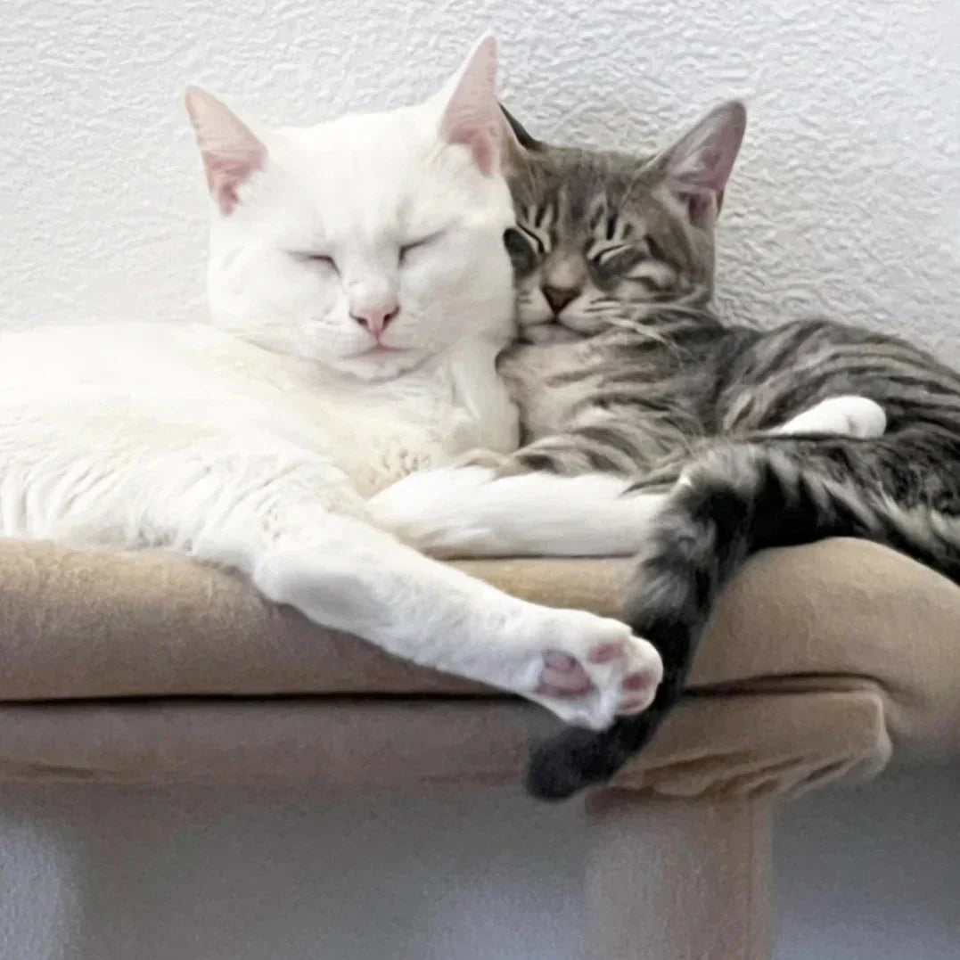 White cat and gray tabby kitten sleeping curled up together on a cat bed.