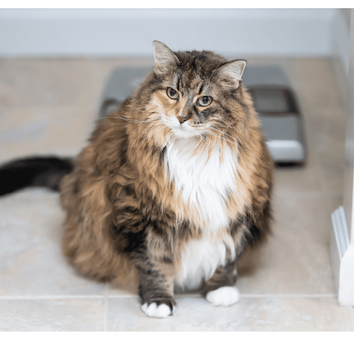 Brown-and-white long-haired cat sitting indoors near a digital pet scale.