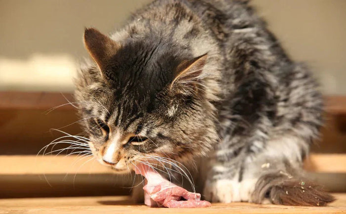 Long-haired tabby cat eating a piece of meat on a sunlit floor.