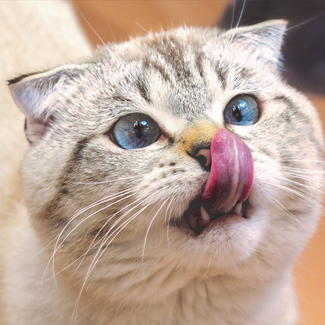 Close-up of a light-colored cat with blue eyes licking its nose.