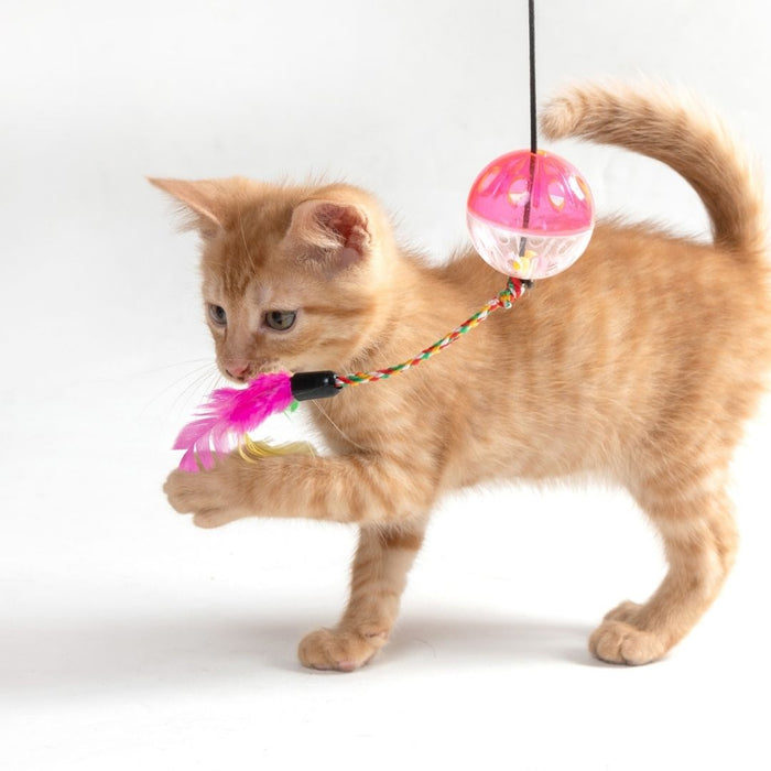 Orange kitten walking on a white background with a pink feather toy and a hanging ball toy attached by a string.