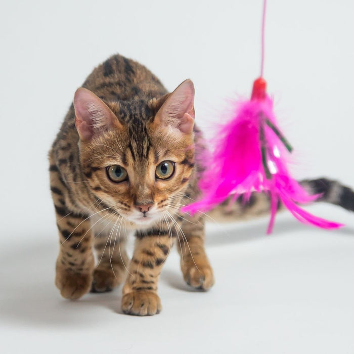 Young spotted cat stepping forward on a white background as a pink feather wand toy hangs nearby.