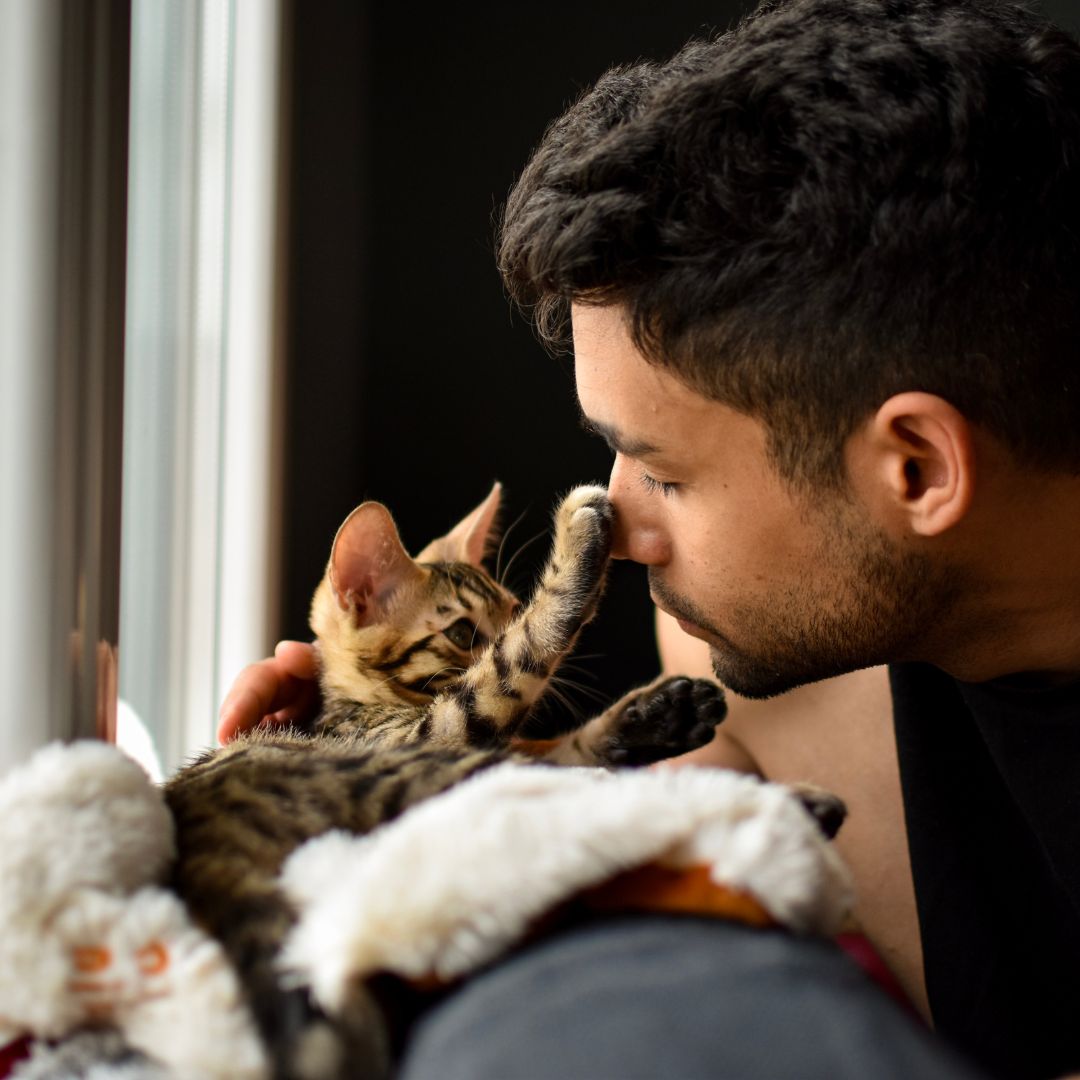 Adopted Bengal cat bonding with foster parent, gently touching his nose — a heartwarming moment of trust and connection.