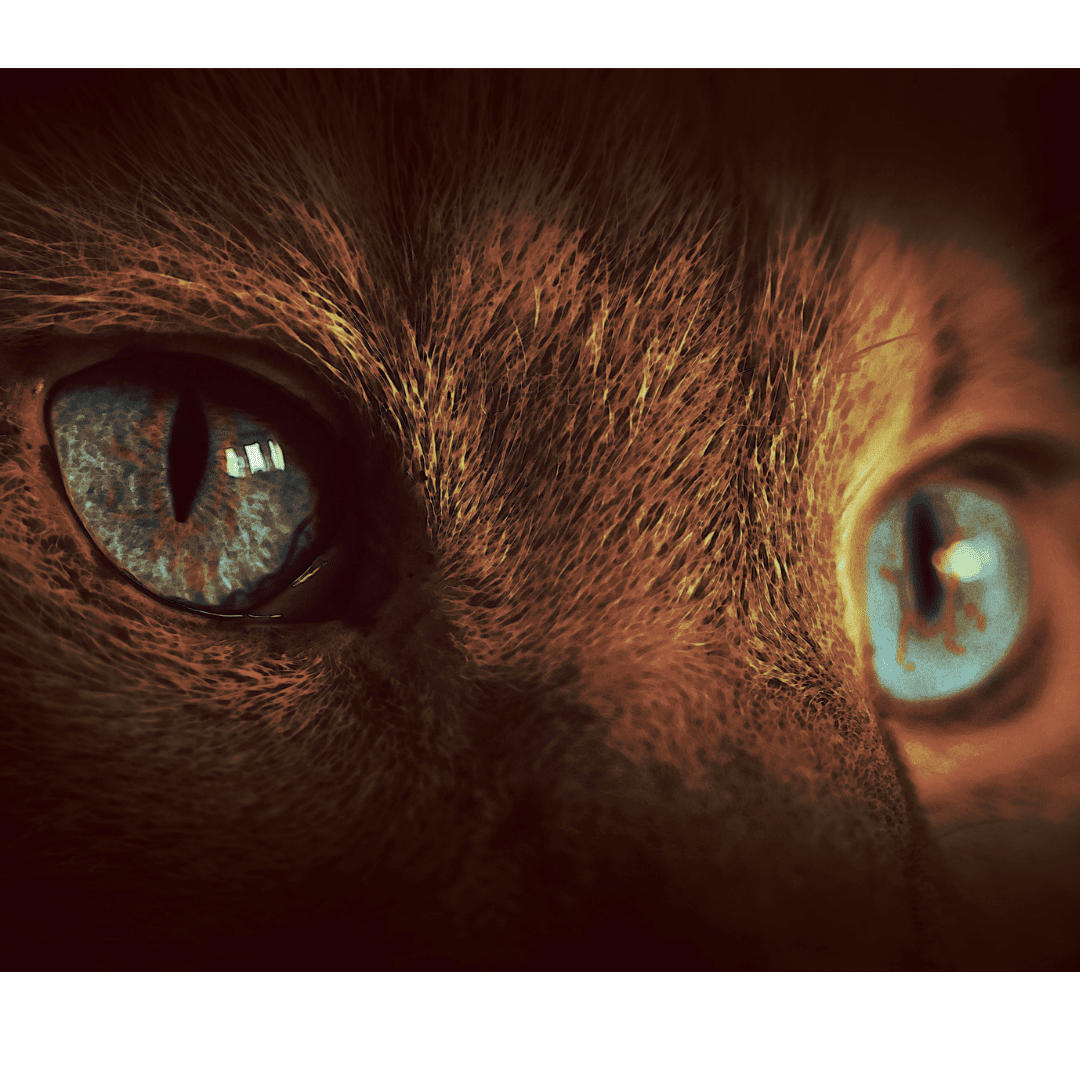 Close-up of a cat’s eyes with light reflecting in the pupils.