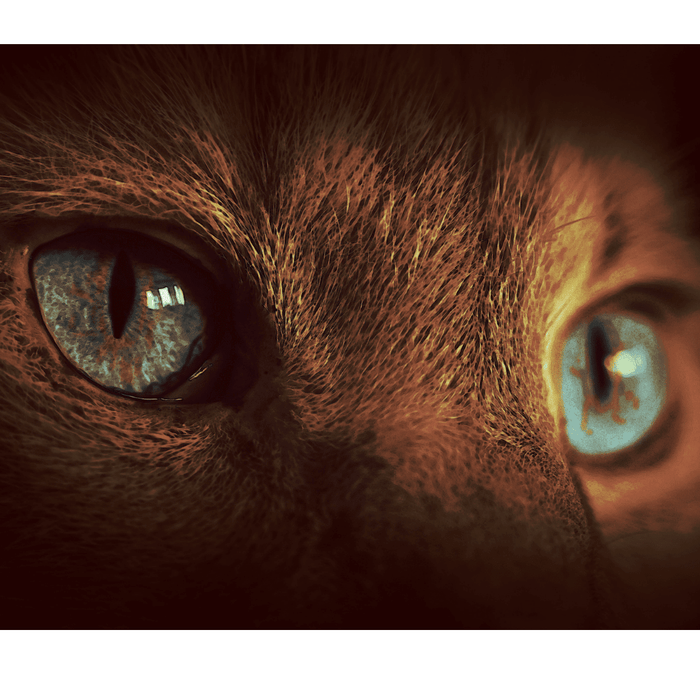 Close-up of a cat’s eyes with light reflecting in the pupils.