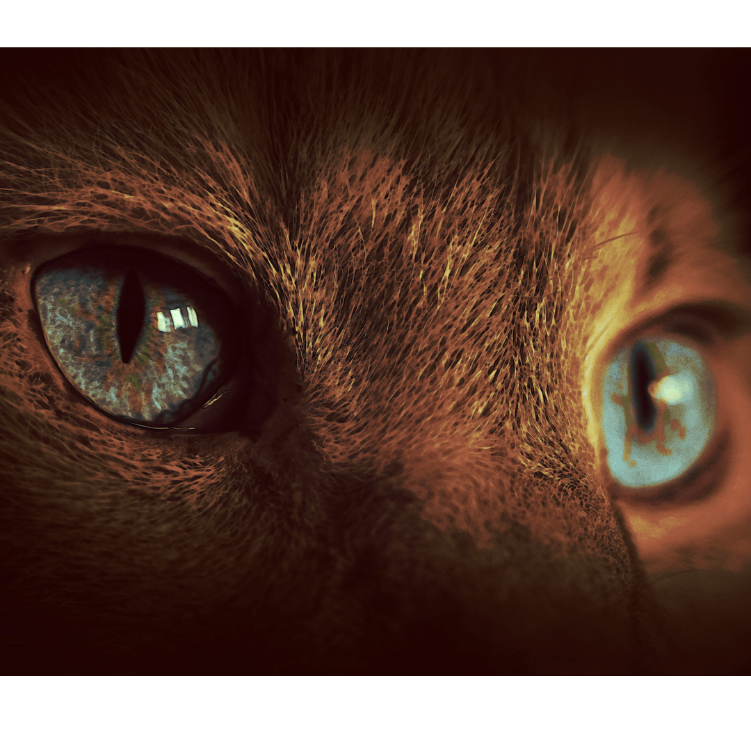 Image of cat's eyes.