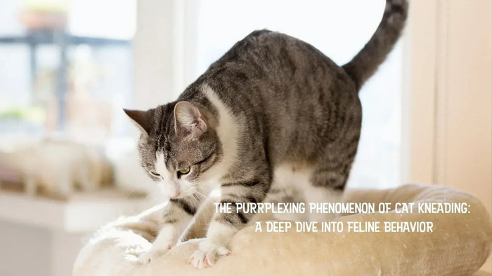 A cat kneading on a cream colored cat bed.