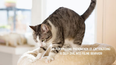 The Purrplexing Phenomenon of Cat Kneading