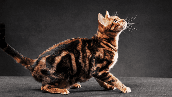Bengal cat crouched on the floor looking up in a studio setting.