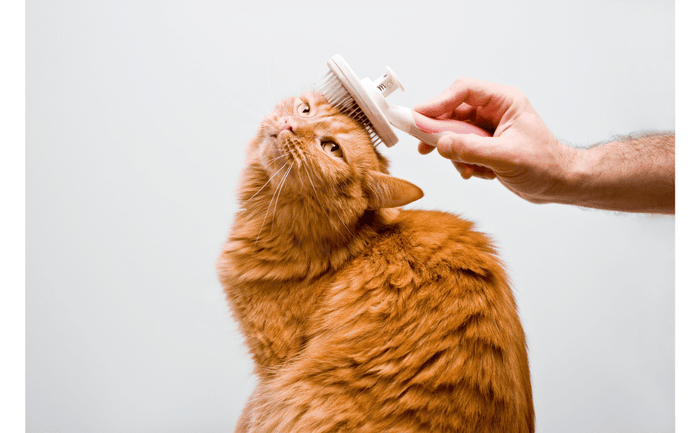 A person brushing a orange cat's head.