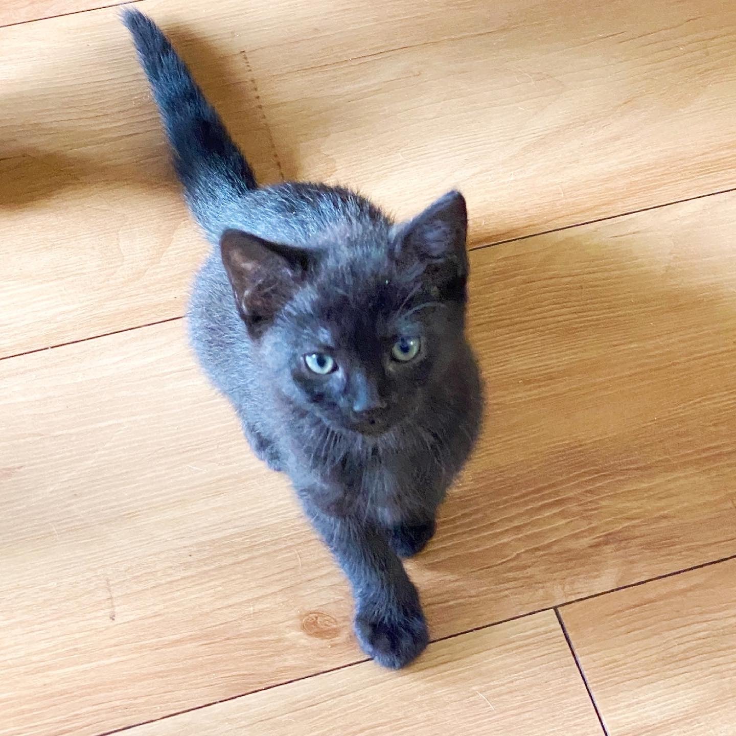 A black kitten looking up to the camera.