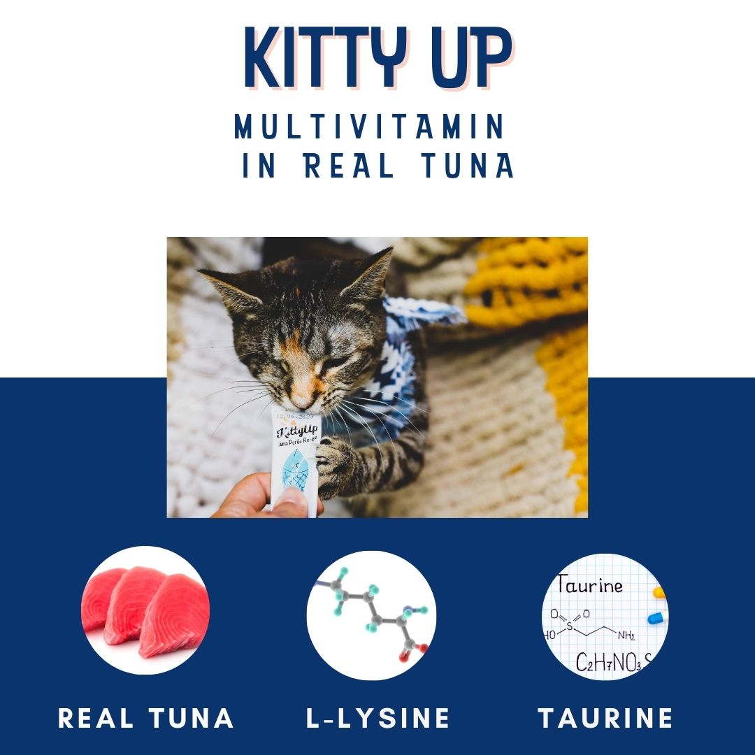Cat eating Kitty Up multivitamin tuna