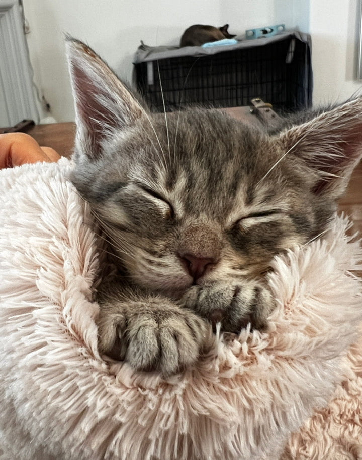 Kitty Up 