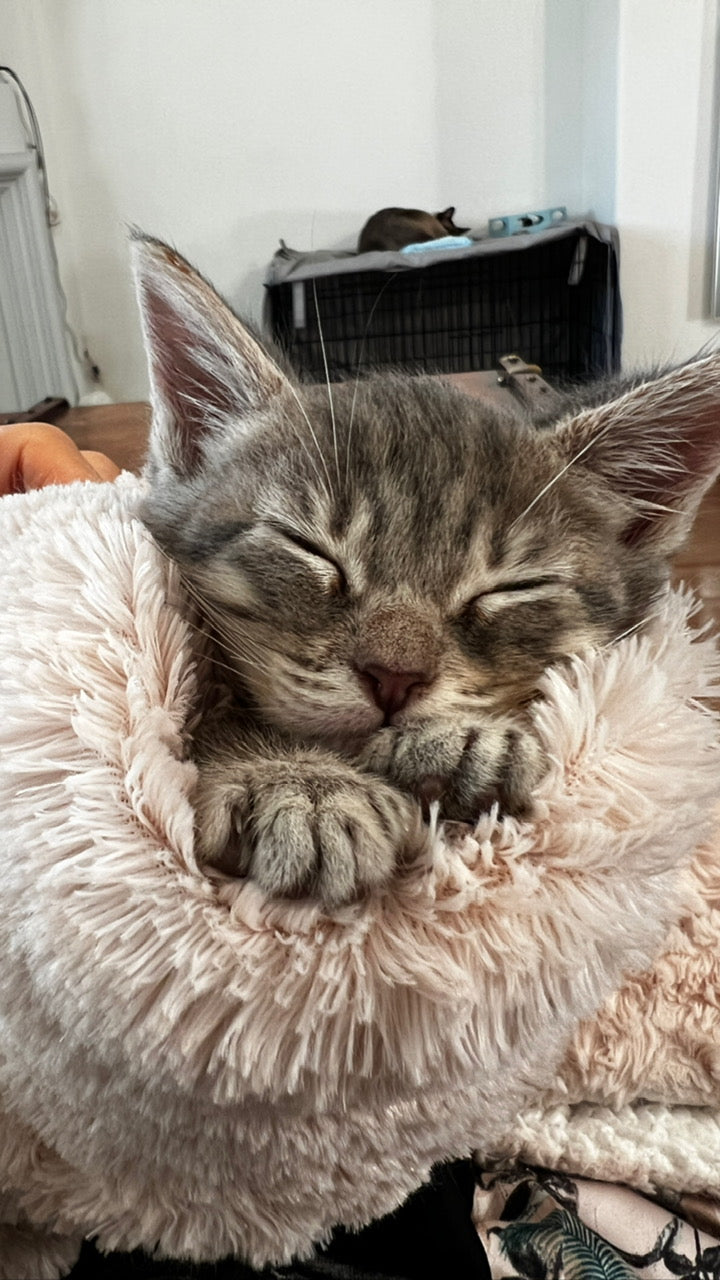 A gray tabby kitten wrapped up in a pink fluffy blanket.