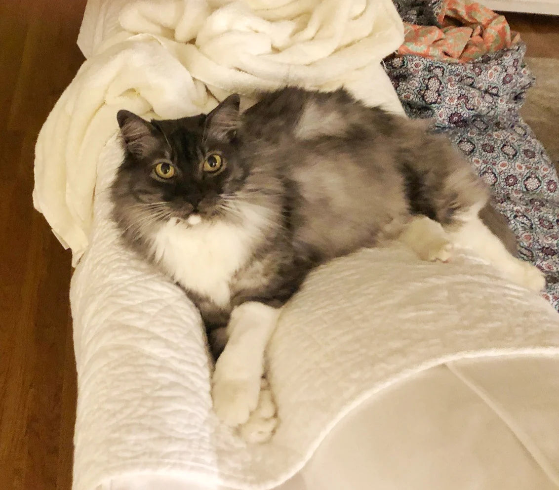 Fluffy gray-and-white cat lounging on a white blanket on a couch.