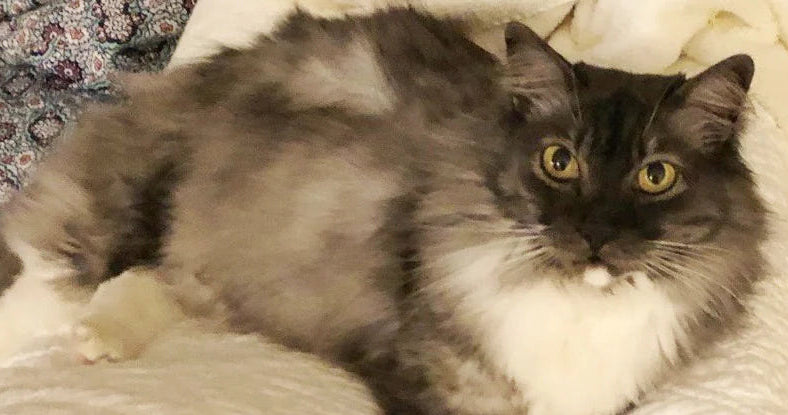 Fluffy gray-and-white cat lounging on a white blanket on a couch.