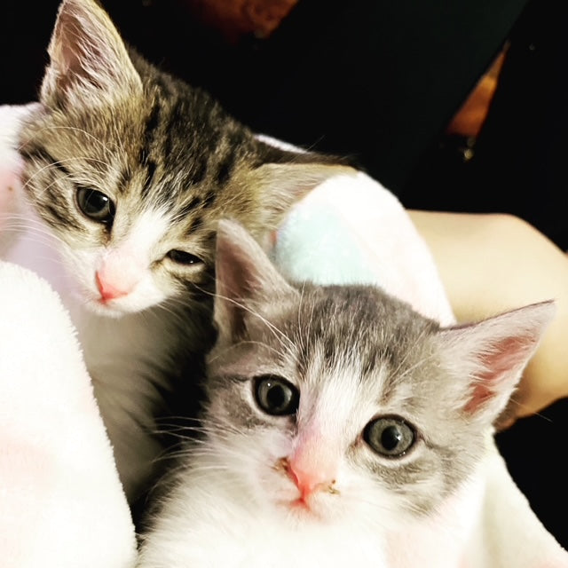 Two cute kittens wrapped up in a blanket and looking straight into the camera.