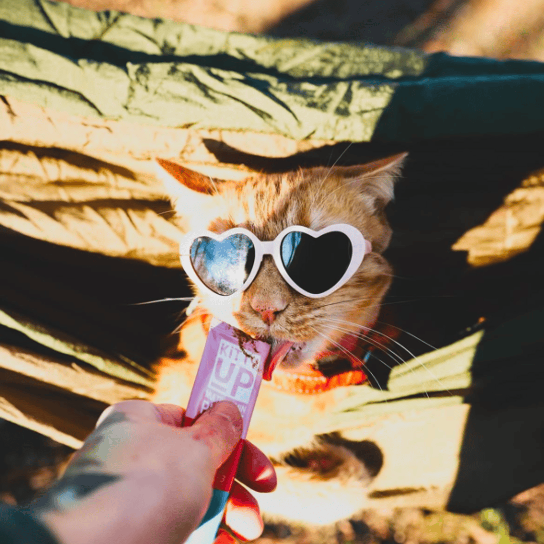 A orange tabby cat lying on its back with heat shaped sunglasses on and eating a Kitty Up Multivitamin.
