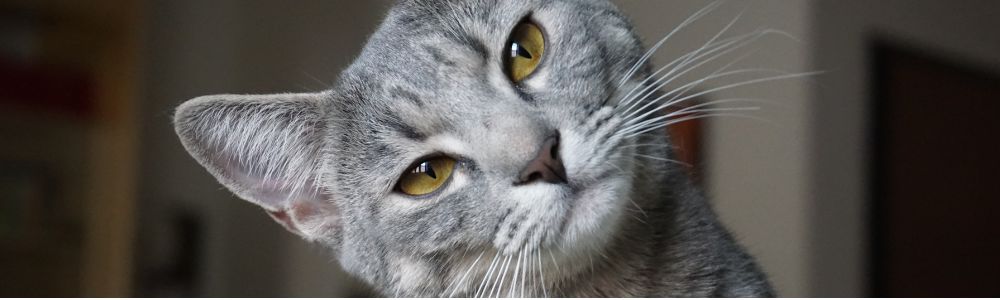Close-up of a gray cat with yellow eyes looking directly at the camera.