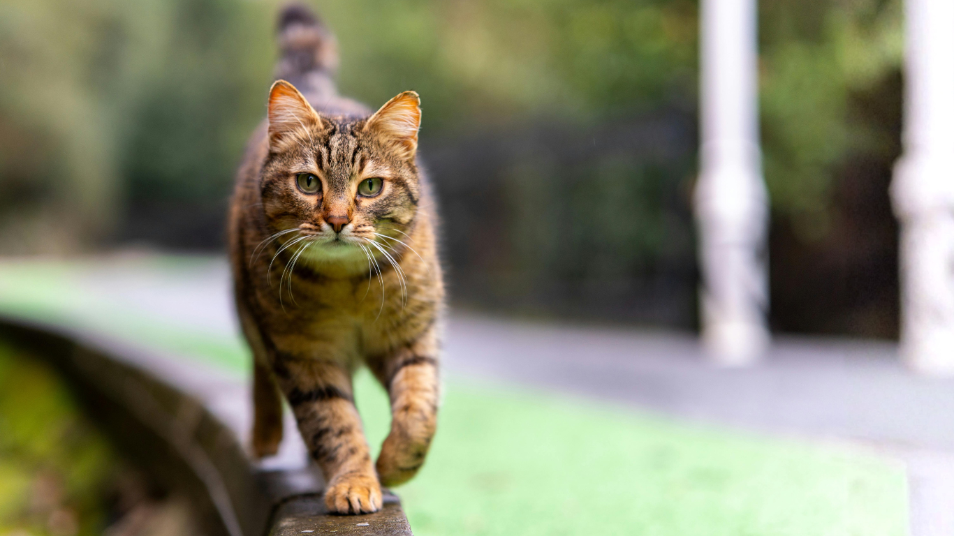 Cat Litter Deodorizer Additive (Hinoki) | Kitty Up Kitty Up Cat Litter Deodorizer Additive (Hinoki) | Kitty Up Kitty Up