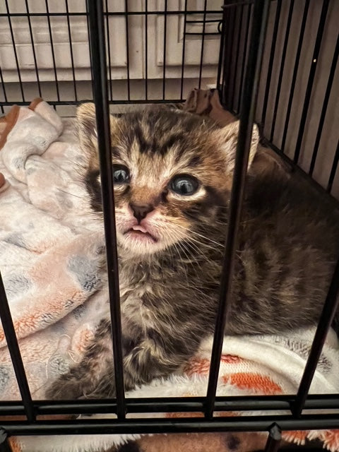 A tabby kitten inside a crate looking sad.