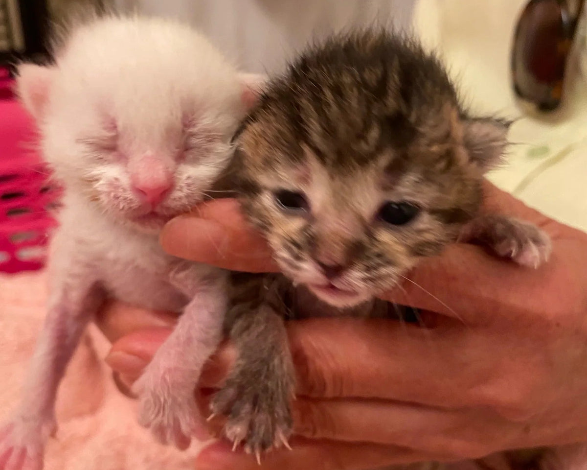 Kitty Up 