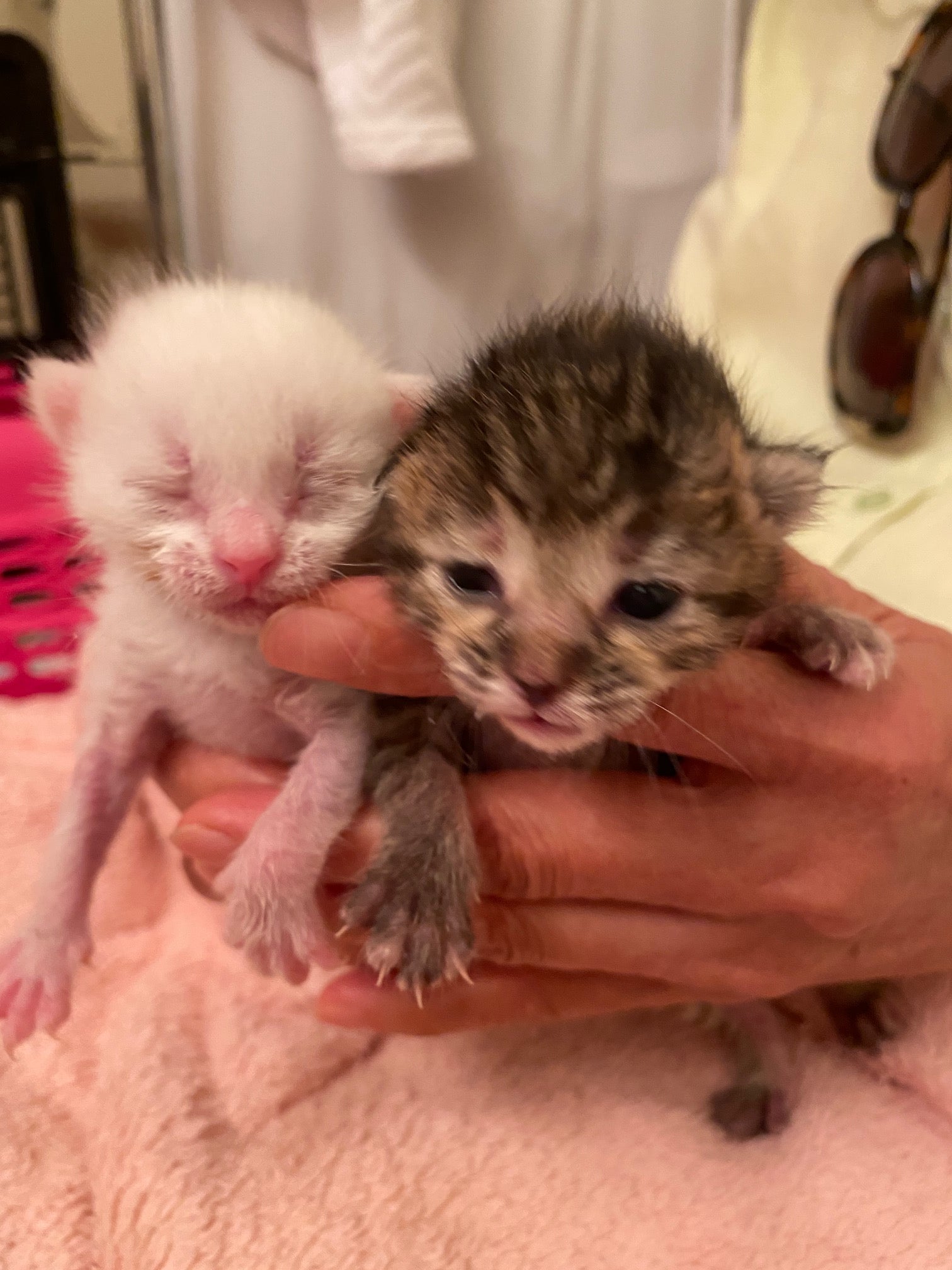 Person holding two small kittens with a pink blanket in the background