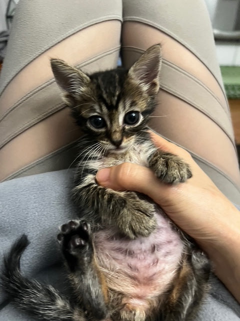 Kitty Up 