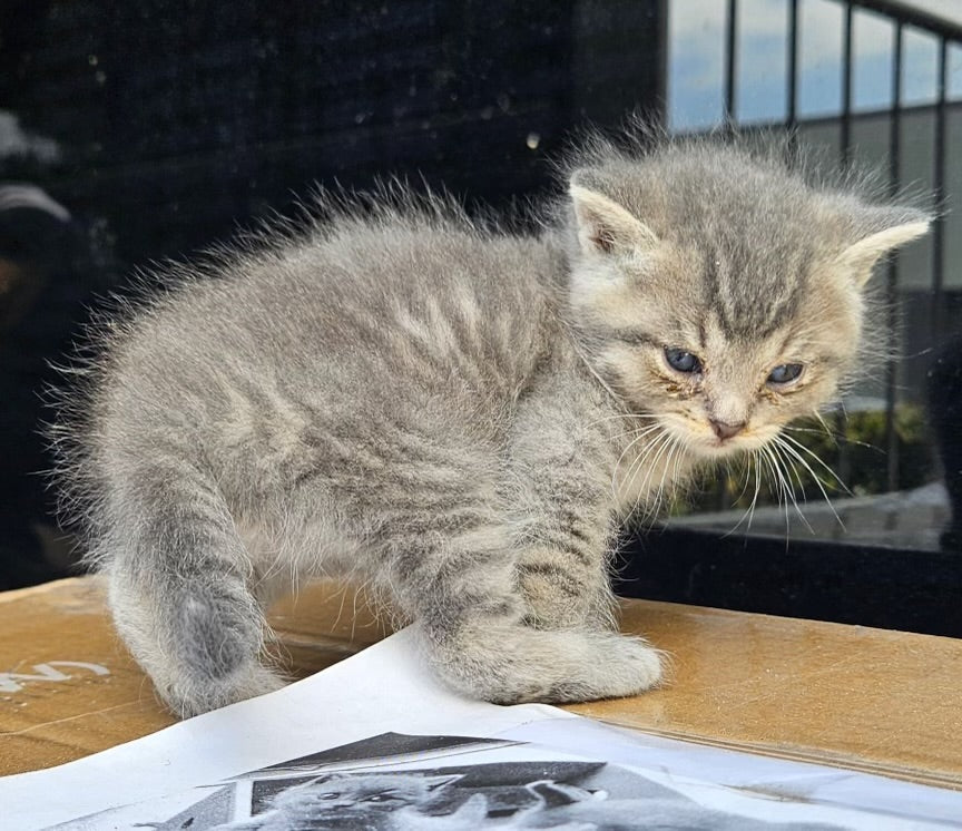 A fluffy gray kitten standing on top a desk.