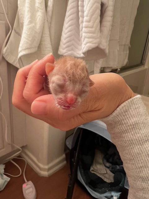 A 3 day old orange kitten on top of a person's hand.