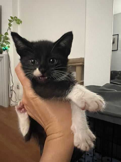 A tuxedo kitten being held by a person's hand.