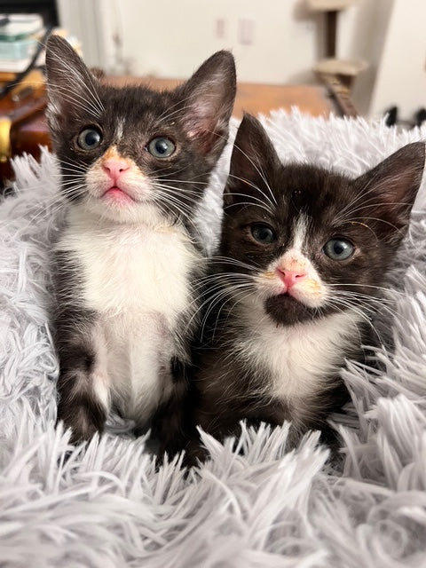 Two Tuxedo kittens sitting in a light blue fluffy bed.