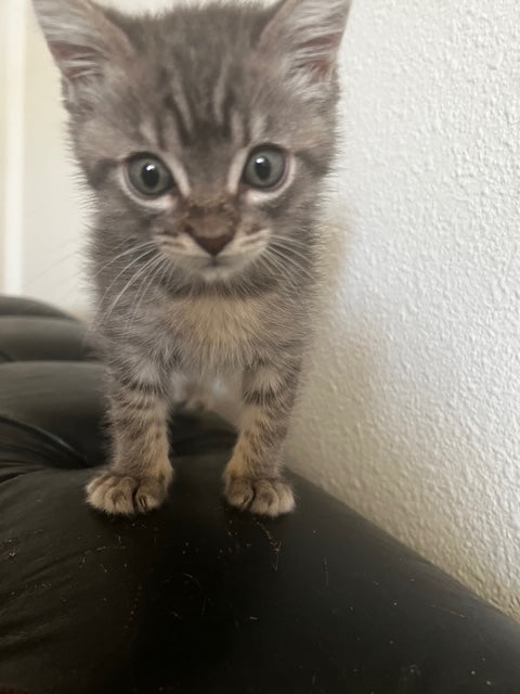 A tiny gray kitten standing on top of a leather couch.
