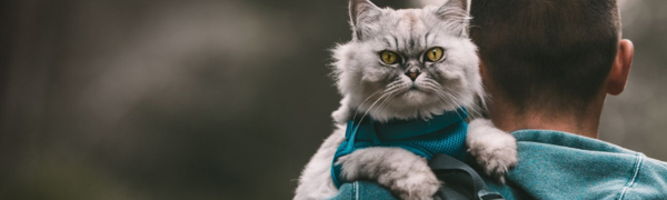Gray long-haired cat looking at the camera while being carried in a backpack outdoors.