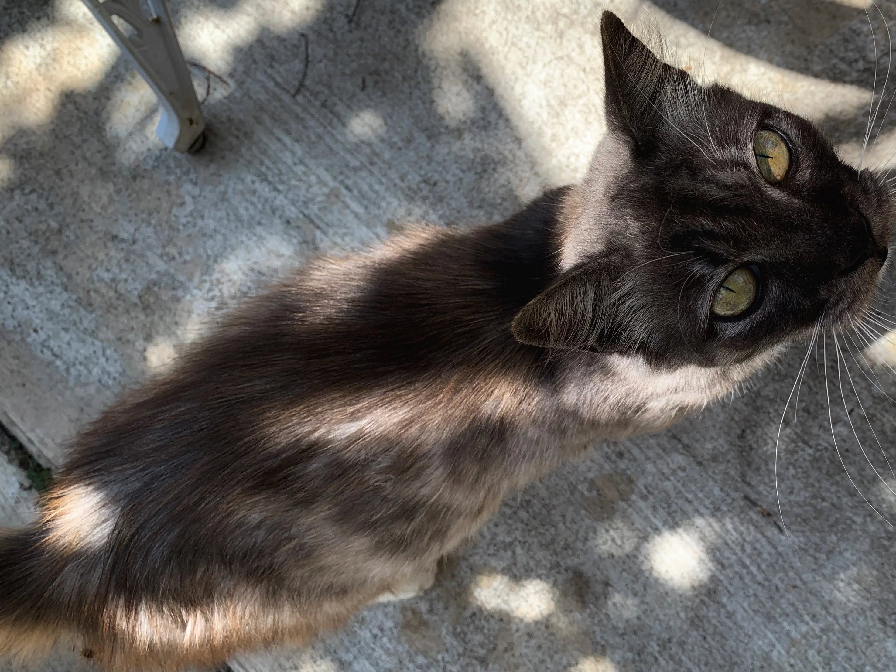 Black cat looking up at the camera on a sun-dappled concrete patio.