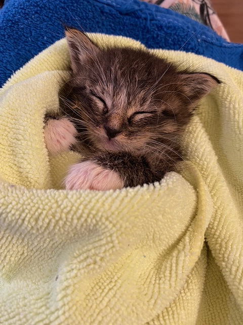 Tabby kitten sleeping in a yellow blanket.