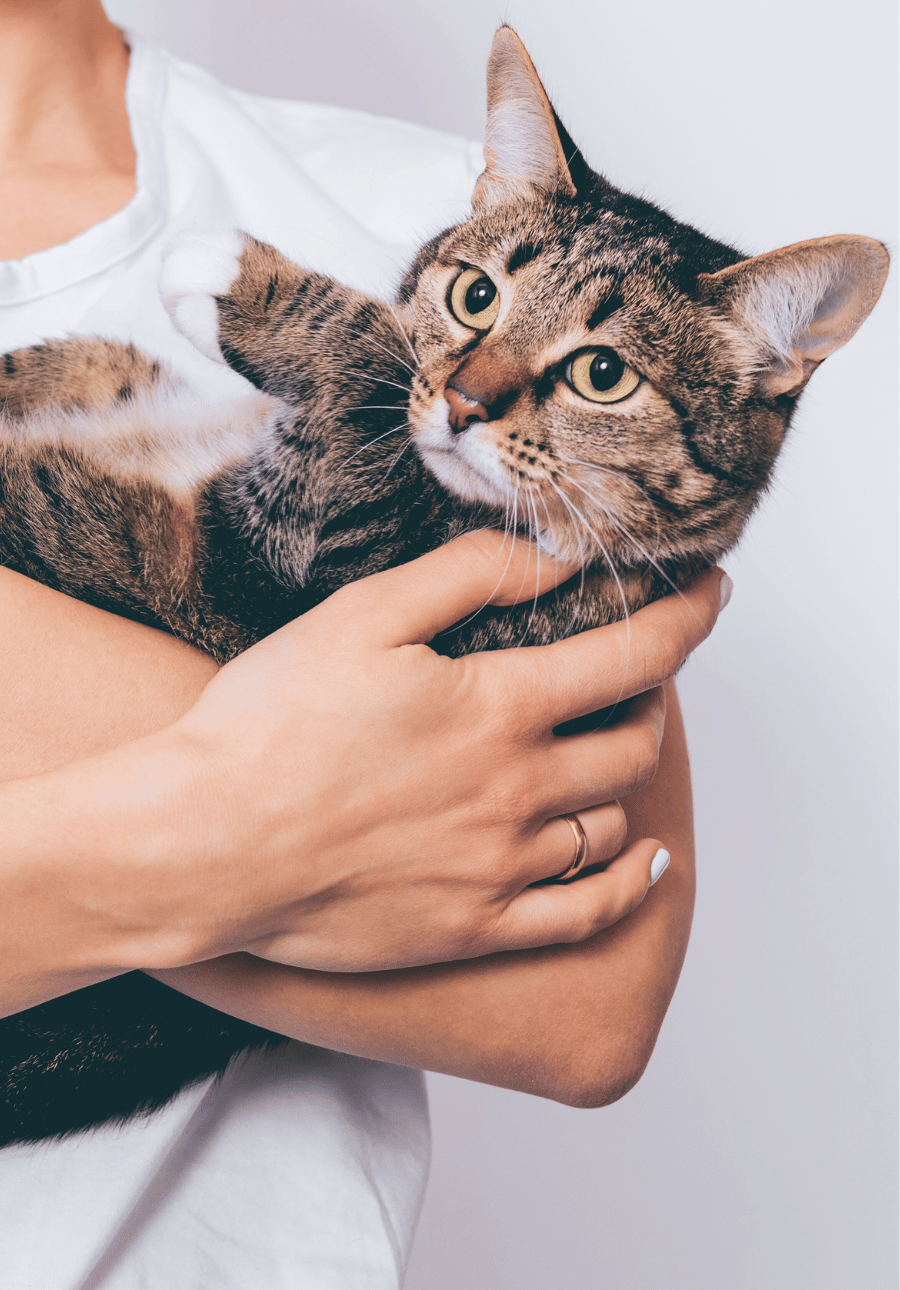 A cute tabby cat cradled like a baby