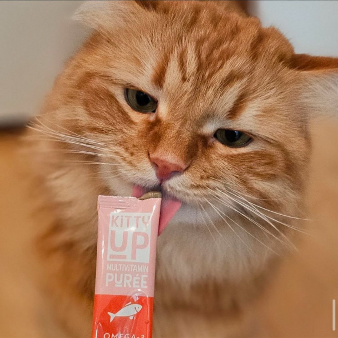 A long haired orange cat eating a Kitty Up Multivitamin Puree.