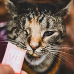 A one eyed tabby cat eating Kitty Up Multivitamin.