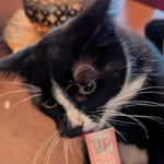 A tuxedo cat eating Kitty Up Vitality.