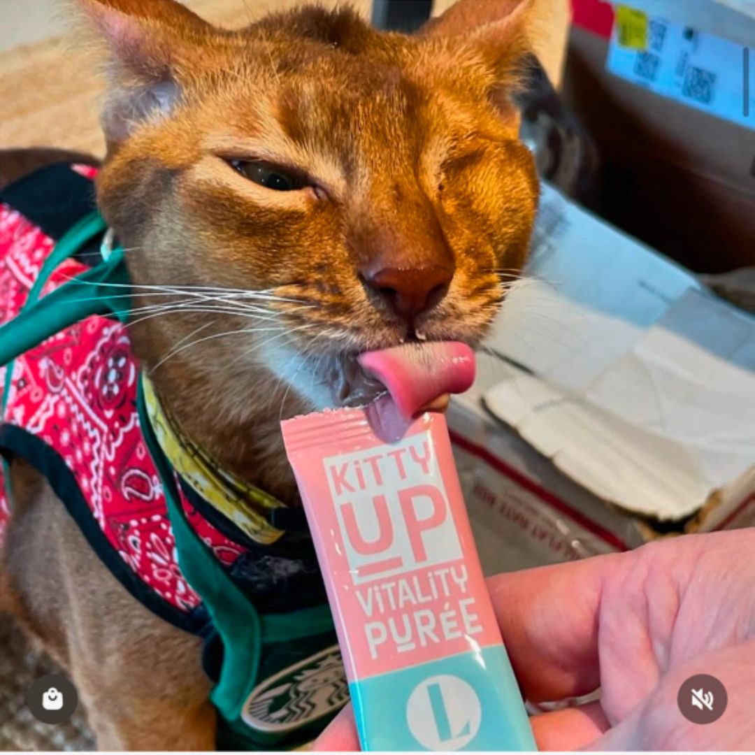 One eyed, dark tan cat eating Kitty Up Vitality.